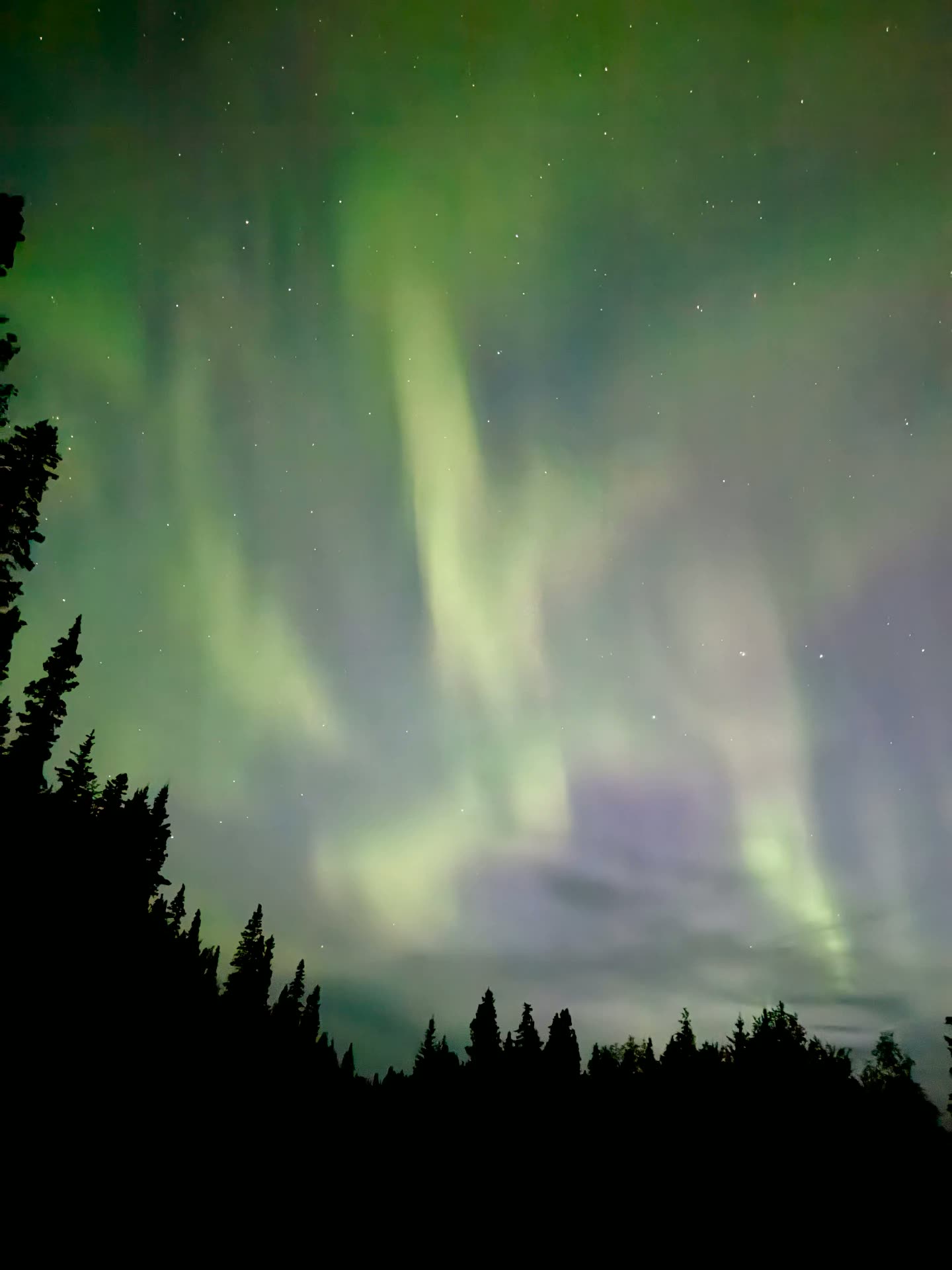 Kiuguyat, the northern lights, curtaining green and violet above black spruce